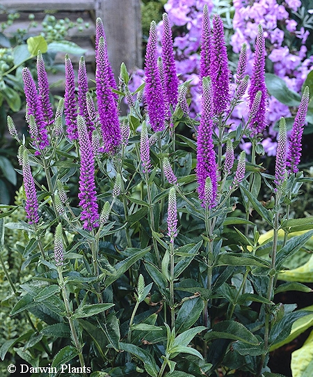 Veronica 'Purpleicious', tarhatdyke